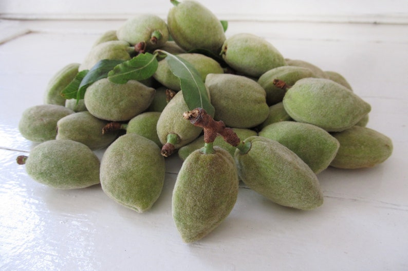 May include: A pile of fresh, green almonds with fuzzy skins and small stems. Some almonds have attached green leaves. The almonds are on a white surface.