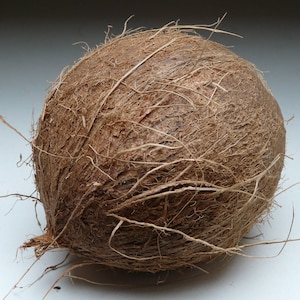 Organic Fresh Coconut Fruit, Tropical Coconut Picked from the Branch, Picked from the Branch and Sent to Order from Our Own Garden