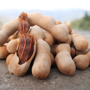 Organic Fresh Tamarind Fruit, Tamarind Fruit Picked from the Branch, Picked from the Branch and Sent to Order from Our Own Garden