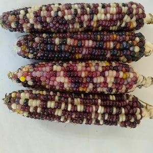 Espigas de milho orgânico coloridas, milho de vidro, espigas de milho decorativas raras e coloridas, plante suas próprias sementes ou dê de presente, e coma-as!