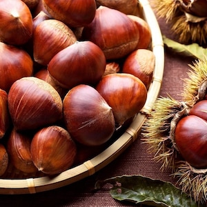 Sweet Chestnuts, Chestnut Fruits Fresh from the Branch, Chestnuts for Roasting and Boiling, Collected from Branch According to Order 2025