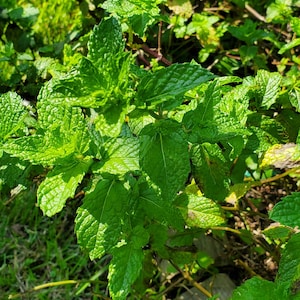 Getrocknete Minze mit wiederverwendbarem Teebeutel