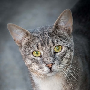 May include: A close-up of a gray tabby cat with green eyes looking directly at the camera. The cat has white fur on its chest and chin.