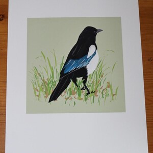 May include: A black and white magpie with blue wings standing in green grass. The bird is facing to the right and has a long tail.