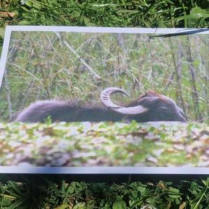 Op de afbeelding: Een rechthoekige fotoprint met een donkerharige waterbuffel die rust in hoog groen gras. Het dier is in profiel afgebeeld, waarbij de grote, gebogen hoorn goed zichtbaar is. De print heeft een witte rand en ligt buiten in het gras.