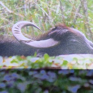 Op de afbeelding: Een foto van een donkerharige waterbuffel die rust in hoog groen gras. Het dier is in profiel afgebeeld, waarbij de grote, gebogen, lichtgekleurde hoorn opvalt. De sc&egrave;ne toont de buffel liggend in de natuurlijke vegetatie.
