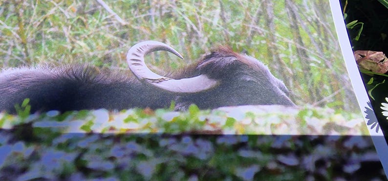 Op de afbeelding: Een foto van een donkerharige waterbuffel die rust in hoog groen gras. Het dier is in profiel afgebeeld, waarbij de grote, gebogen, lichtgekleurde hoorn opvalt. De sc&egrave;ne toont de buffel liggend in de natuurlijke vegetatie.