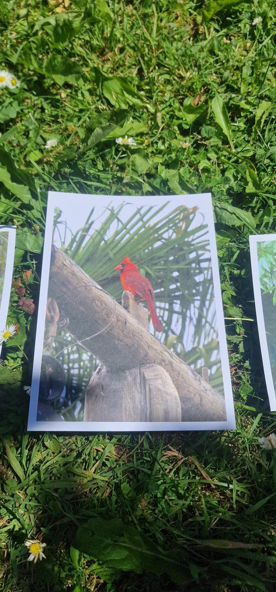 Northern Cardinal Print | Red Songbird Nature Photography, Rustic Wildlife Decor