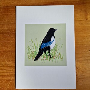 May include: A black and white magpie with blue wings standing in a field of green grass. The bird is facing to the right and has its head turned to the left.