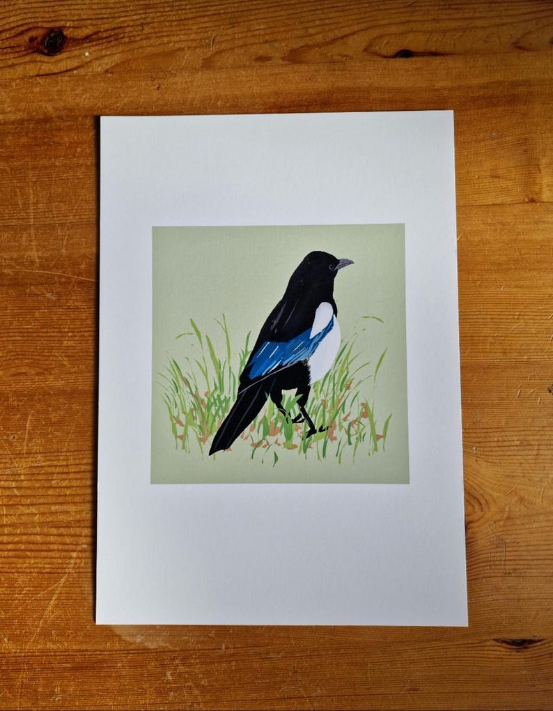 May include: A black and white magpie with blue wings standing in a field of green grass. The bird is facing to the right and has its head turned to the left.