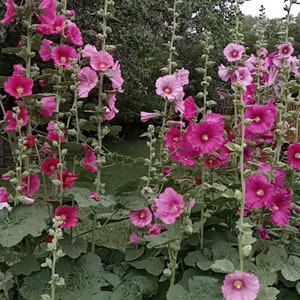May include: A close-up of a garden with pink and white hollyhock flowers in bloom. The flowers are growing tall and are surrounded by green leaves.