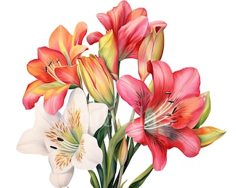 Alstroemeria | Set of 10 | Clipart Bundle | 300 DPI JPEGs | 300 DPI Transparent PNGs | Digital Download | Free Commercial Use | Digital Art