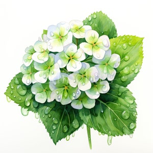 Lantana | Conjunto de 10 | Pacote de clipart | JPEGs de 300 DPI | PNGs transparentes de 300 DPI | Download digital | Uso comercial gratuito | Arte Flor
