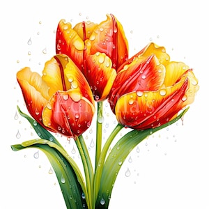Tulpe | 10er Set | Clipart-Bundle | 300 DPI JPEGs | 300 DPI transparente PNGs | Digitaler Download | Kostenlose kommerzielle Nutzung | Blume Digital Art