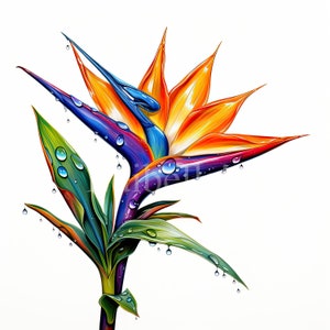 Fleur d’oiseau du paradis | Ensemble de 10 | Paquet de cliparts | JPEG 300 DPI | 300 DPI PNG transparents | Téléchargement numérique | Utilisation commerciale gratuite