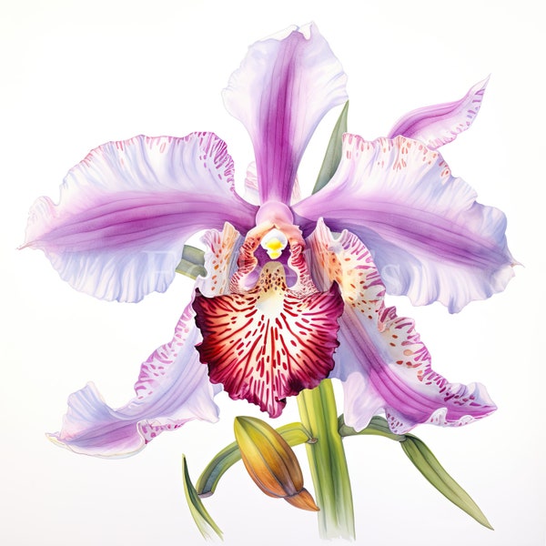 Orchidee | Set van 10 | Clipartbundel | 300 DPI JPEG's | 300 DPI transparante PNG's | Digitale download | Gratis commercieel gebruik | Regenboog bloemkunst