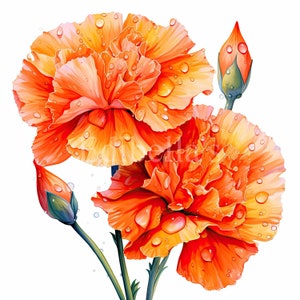 Clavel de primavera / Conjunto de 10 / Paquete de imágenes prediseñadas / JPEG de 300 DPI / PNG transparentes de 300 DPI / Descarga digital / Uso comercial gratuito / Flores
