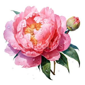 Pivoine de printemps | Lot de 10 | Lot de cliparts | JPEG 300 ppp | PNG transparents 300 DPI | Téléchargement numérique | Utilisation commerciale gratuite | Art floral