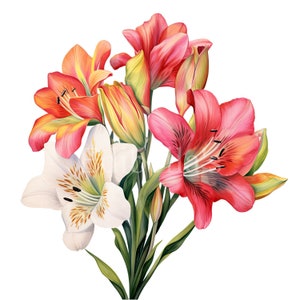 Alstroemeria / Conjunto de 10 / Paquete de imágenes prediseñadas / JPEG de 300 DPI / PNG transparentes de 300 DPI / Descarga digital / Uso comercial gratuito / Arte digital
