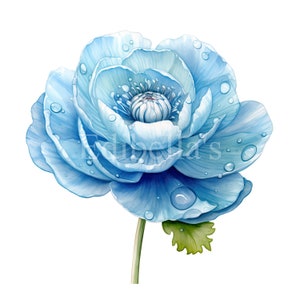 Ranunculus / Conjunto de 10 / Paquete de imágenes prediseñadas / JPEG de 300 DPI / PNG transparentes de 300 DPI / Descarga digital / Uso comercial gratuito / Arte floral