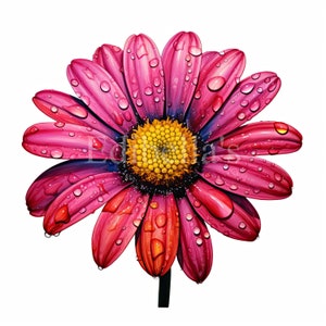Daisy / Conjunto de 10 / Paquete de imágenes prediseñadas / JPEG de 300 DPI / PNG transparentes de 300 DPI / Descarga digital / Uso comercial gratuito / Arte floral digital