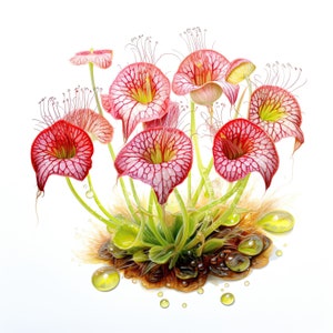 Plantas carnívoras / Conjunto de 10 / Paquete de imágenes prediseñadas / JPEG de 300 ppp de alta calidad / Descarga digital / USO COMERCIAL GRATUITO / Nepenthes Drosera