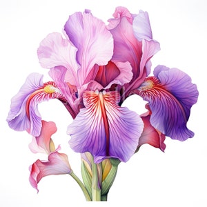 Iris / Set di 10 / Pacchetto Clipart / JPEG 300 DPI / PNG trasparenti 300 DPI / Download digitale / Uso commerciale gratuito / Arte digitale floreale