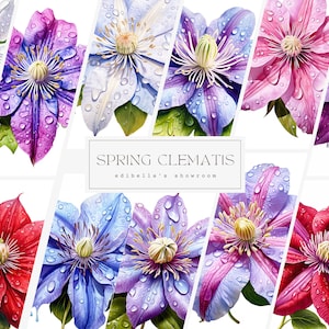 Frühlings Clematis | 12er Set | Clipart-Bundle | 300 DPI JPEGs | 300 DPI transparente PNGs | Digitaler Download | Kostenlose kommerzielle Nutzung | Blumen