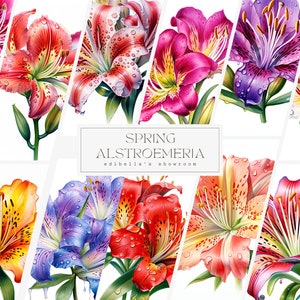 Frühling Alstroemeria | 12er-Set | Clipart-Bundle | 300 DPI JPEGs | 300 DPI transparente PNGs | Digitaler Download | Kommerzielle Nutzung möglich