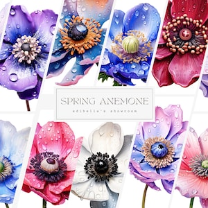 Anémona de primavera / Conjunto de 12 / Paquete de imágenes prediseñadas / JPEG de 300 DPI / PNG transparentes de 300 DPI / Descarga digital / Uso comercial gratuito / Arte floral