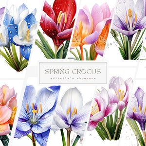 Spring Crocus / Conjunto de 12 / Paquete de imágenes prediseñadas / JPEG de 300 DPI / PNG transparentes de 300 DPI / Descarga digital / Uso comercial gratuito / Arte floral