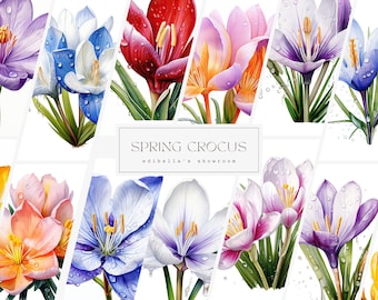 Spring Crocus | Set of 12 | Clipart Bundle | 300 DPI JPEGs | 300 DPI Transparent PNGs | Digital Download | Free Commercial Use | Flower Art