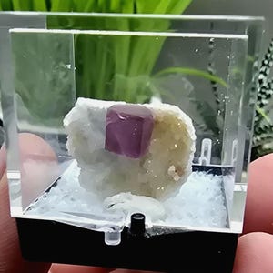 May include: A small, clear display case holds a purple fluorite cube crystal on a bed of white crystals. The fluorite is a deep purple color, and the surrounding crystals are a creamy white. The case has a black base.