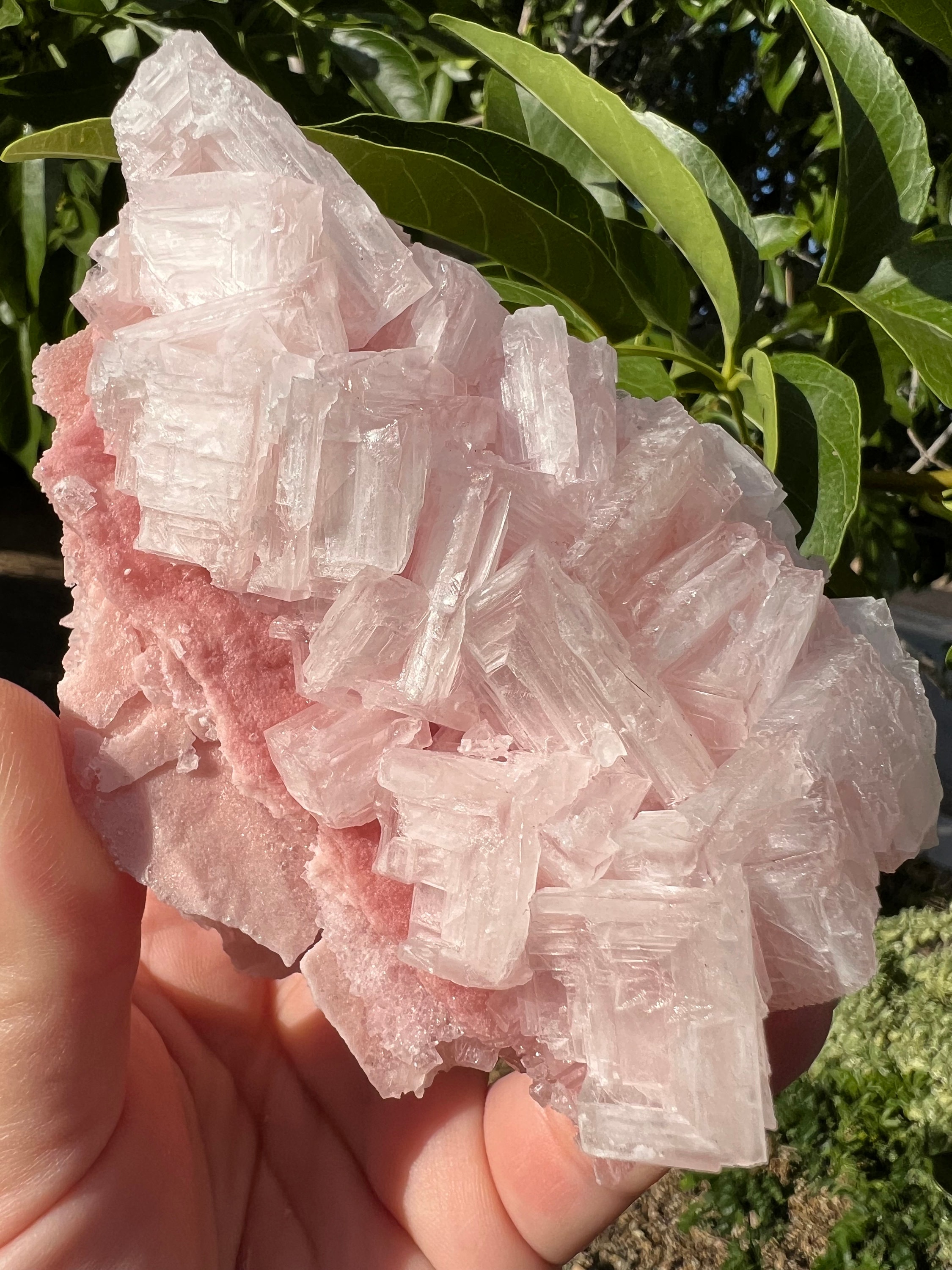 Pink Halite Halite Rock Salt Crystal Bubble Gum Pink Halite Extra Large