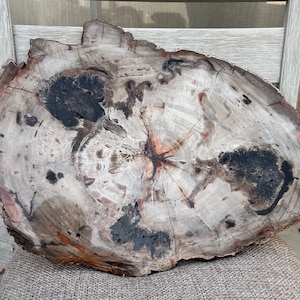 Petrified Wood From Madagascar | Beautiful Colors & Sparkling Drusy Quartz Crystals | 20” XXXL Petrified Wood Slab | Amazing Tree Rings