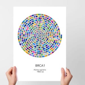May include: A white poster featuring a colorful spiral design composed of small, semi-circular shapes in various colors. The text "BRCA1 Homo sapiens 1863 aa" is printed below the spiral. The poster is held by two hands.