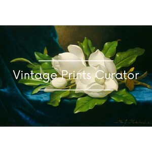 Magnolien Blumen Stillleben, Vintage Ölgemälde Druck, antike druckbare Kunst