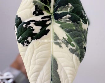 Variegated Maharani Albo