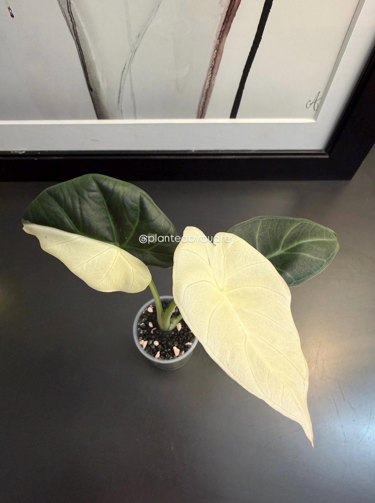 Alocasia Regal Shield Albo Variegated - Etsy