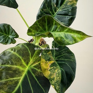 Alocasia Polly Aurea - Etsy
