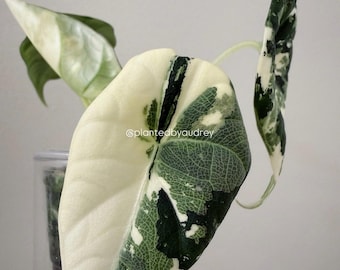 Variegated Maharani Albo