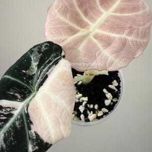 May include: An Alocasia plant in a clear pot with black substrate and white pebbles. One leaf is pale pink with prominent veins, while the other is dark green with pink and white variegation. The text @plantedbyaudrey is visible on the leaf.
