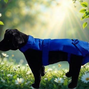 May include: A black dog wearing a blue wrap-style garment, possibly for post-surgery or incontinence. The dog is in a field of white flowers and green grass, with sunlight in the background. The garment has straps and a bow detail.