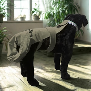 MALE Wiggle Saver Tail Protector: Happy Tail Syndrome & Injury Recovery