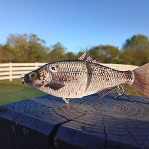 6&quot; Gizzard Shad