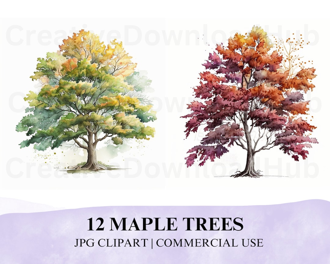 12 JPG Maple Trees Watercolor Clipart Download, Maple Tree JPG Download