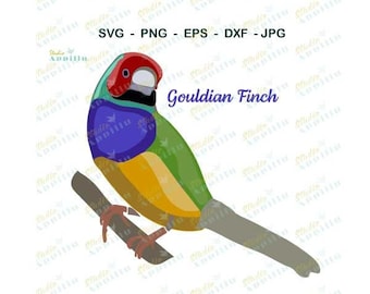 Bird SVG I Gouldian Finch SVG I I SVG File  I Vector Art I Cut File I Clip Art I Cricut cut fileI I Print and Cut