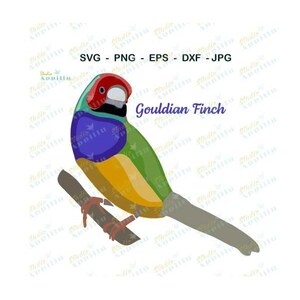 Uccello SVG I Gouldian Finch SVG I I SVG File I Vector Art I Cut File I Clip Art I Cricut cut fileI I Print and Cut