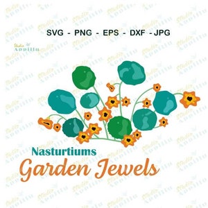 Capuchina SVG, paquete de semillas de capuchina SVG, flor SVG, arte vectorial de capuchina, archivo de corte de capuchina, imágenes prediseñadas, archivo de corte Cricut, impresión y corte