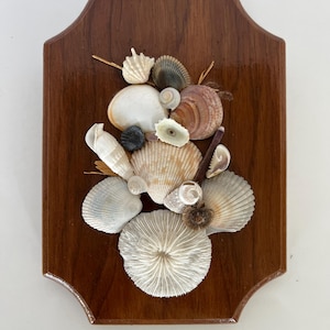 May include: A wooden plaque with a variety of seashells arranged in a cluster. The shells are in shades of white, brown, and gray, and some have a pearlescent sheen.